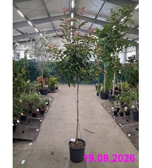 Photinia fraseri 'Red Robin' C 18 L